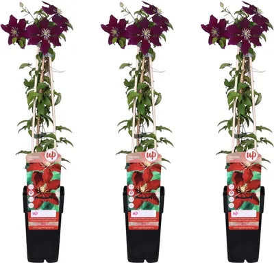 Immagine prodotto di Clematide - Clematis Niobe - 3 piante - Pianta rampicante resistente al freddo