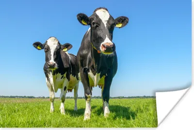 Produktbild von MuchoWow® Poster Kühe - Weide - Tiere - Bauernhof 180x120 cm - Fotoplakat