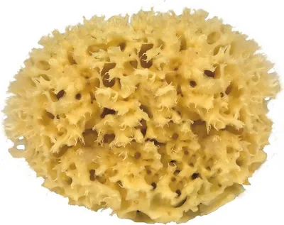 Produktbild von CROLL & DENECKE M140, Naturschwamm, Meeresschwamm Handveredelt aus dem Meer, 14