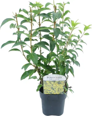 Zdjęcie produktu dla Forsycja posrednia (Forsythia intermedia) - krzew ozdobny o zóltych kwiatach