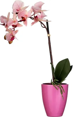 Produktbild von Mica Kunstpflanze Phalaenopsis im Topf rosa, 42 x 20 cm