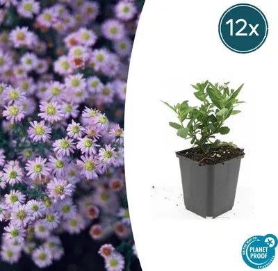 Zdjęcie produktu dla Krzew ozdobny – Aster polny – Aster ageratioides 'Stardust' – Doniczka 9 cm – Zestaw 12 roślin