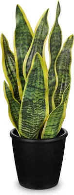 Obrázek produktu pro Sansevieria v keramické květináči, malá pokojová rostlina, ideální do koupelny, ložnice a jako dekorace do interiéru