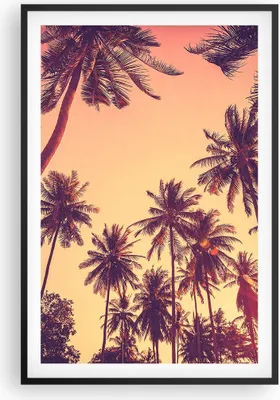 Produktbild von Gerahmtes Poster - Schwarzer Rahmen - Palmen Himmel Sonne - 61x91,5 cm - Wand Bild - Wanddeko - Wandbilder - Kunstposter - Wandposter - Bilderrahmen - Bilder - Kunstdruck - Wandbild - P2BPA61x91-4220