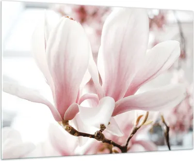 Produktbild von Bilder auf glas - Einteilig - Zweig Magnolie Blume - 100x70cm - Glasbilder - Wandbilder - Bilder - zum Aufhängen bereit - Wanddekoration aus Glas - Glas Bilder - Wandbild auf Glas - GAA100x70-4538