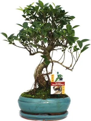 Immagine prodotto di Bonsai di fico cinese - Ficus retusa - circa 8 anni