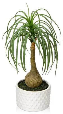 Productafbeelding van Kunstplant (41 cm), kunstmatige olifantspootpalm in een keramische pot, kunstplanten, decoratie van kunststof voor thuis, woonkamer, balkon, slaapkamer, badkamer, kamer, tafeldecoratie