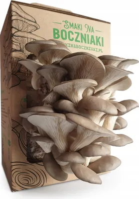 Zdjęcie produktu dla Boczniak Polska 250G