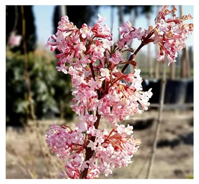 Produktbild von Duftender Winterschneeball, Viburnum bodnantense `Dawn´, ca. 80-100 cm im Topf