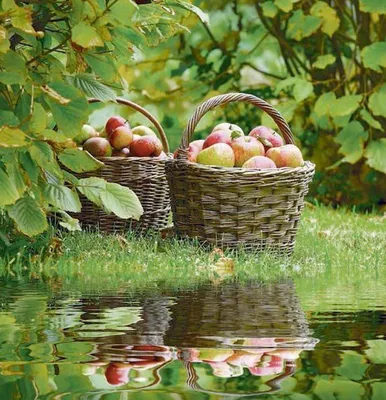 Produktbild von Outdoor Textilposter Äpfel Garten Poster aus Stoff ca 95 x 95 cm