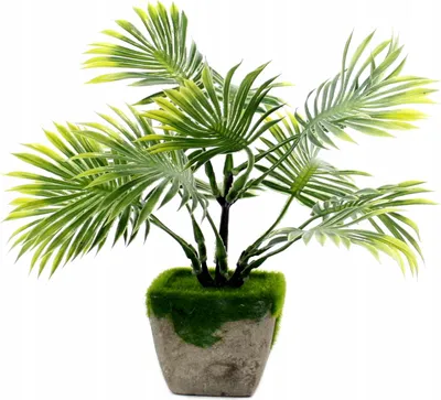 Image de PLANTE ORNEMENTALE EN POT Palmier 28 cm
