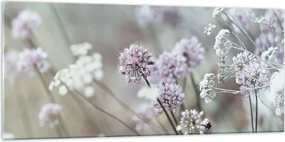 Produktbild von Bilder auf glas - Einteilig - Wiese Knoblauch Blume - 120x50cm - Glasbilder - Wandbilder - Bilder - zum Aufhängen bereit - Wanddekoration aus Glas - Glas Bilder - Wandbild auf Glas - GAB120x50-4177