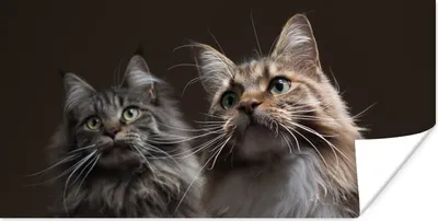 Produktbild von MuchoWow® Poster Zwei süße Maine Coon Katzen 80x40 cm - Wanddeko