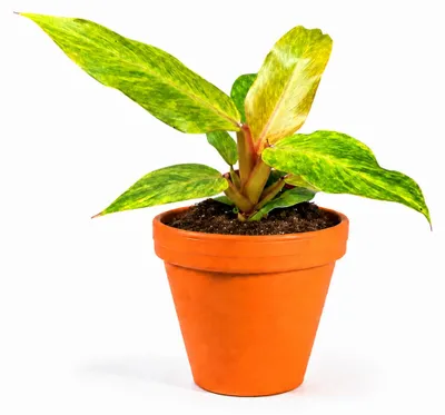 Produktbild von Gardners Philodendron Orange Marmalade, Durchmesser 10,5 cm