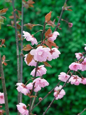Produktbild von Prunus cerasifera 'Pleniflora', Kirschpflaume, gefüllt, 40–60 cm