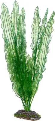 Zdjęcie produktu dla Hobby Aponogeton - 39 cm - sztuczna roślina akwariowa