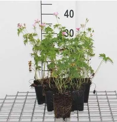 Obrázok produktu pre 6 x Geranium endressii - Žeriavovník - kvetináč 9 x 9 cm