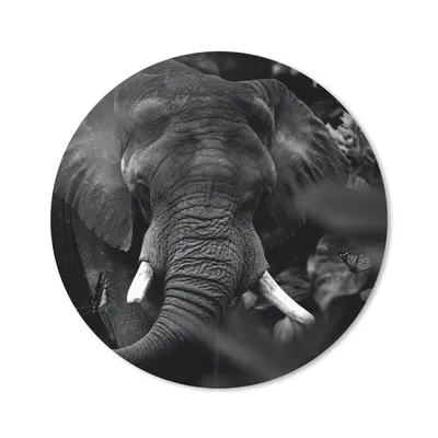 Produktbild von MuchoWow® Mauspad Mousepad Tiere - Elefant - Schmetterlinge - Schwarz - Weiß 50x50 cm - Mousepads - Maus Mat - Pad - Mausunterlage - Vinyl