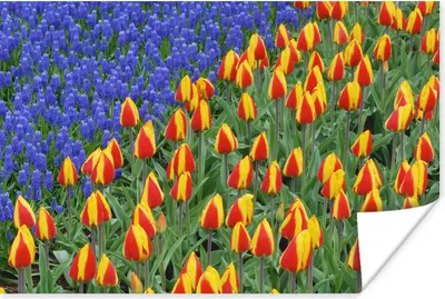 Produktbild von MuchoWow® Poster Tulpen und Traubenhyazinthen auf dem Keukenhof in den Niederlanden 120x80 cm - Bilder