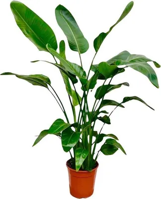 Productafbeelding van Famanu Strelitzia Nicolai - 160 cm - diameter 24 cm