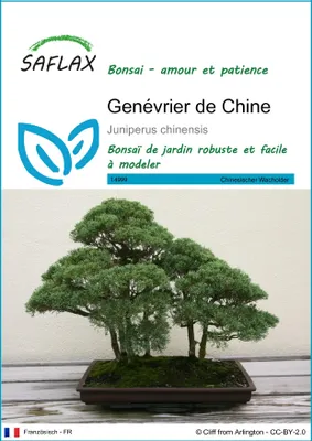 Image de SAFLAX - Genévrier de Chine - 30 graines - Juniperus