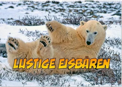 Produktbild von Lustige Eisbären (Wandkalender 2025 DIN A2 quer), CALVENDO Monatskalender