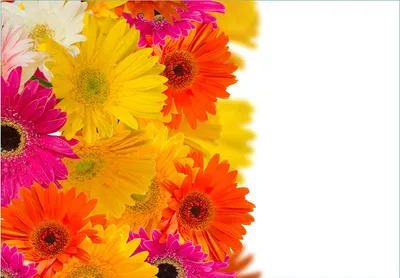 Produktbild von Wallario Fototapete Vliestapete, seidenmatte Oberfläche, einfache Verarbeitung, Größe 200 x 140 cm, Motiv Bunte Gerberas - pinke, gelbe, rote und weiße Blüten