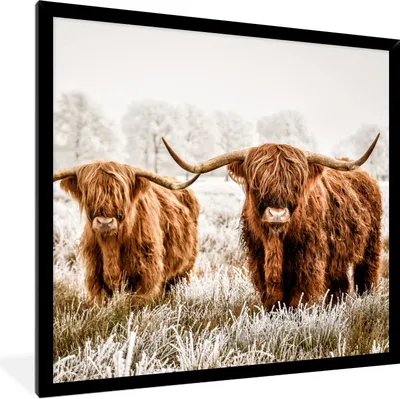 Produktbild von MuchoWow® Gerahmtes Poster Schottischer Highlander - Kuh - Tiere 40x40 cm - Poster mit Schwarzem Bilderrahmen Wandposter Rahmen Foto Bilder - Mit Rahmen - Wanddekoration Schlafzimmer