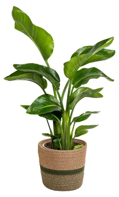 Zdjęcie produktu dla Strelitzia Nicolai z koszykiem - 100-110cm - Ø21cm - Roślina doniczkowa - Zimozielony