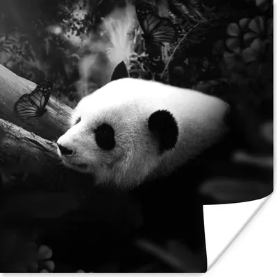 Produktbild von MuchoWow® Poster Tiere - Dschungel - Panda - Schwarz - Weiß 100x100 cm - Babyzimmer