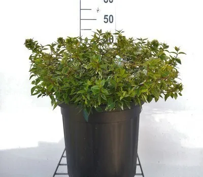 Imagen del producto de Abelia grandiflora 'Kaleidoscope'® - Abelia Grandiflora Kaleidoscope, maceta de 50-60 cm