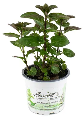 Produktbild von Enseleits Basilikum Minze Pflanze, Winterhart (Mentha species 'Basilmint')