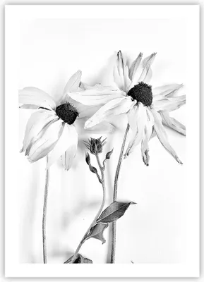 Produktbild von Poster - Poster ohne Rahmen - Verwelkt Blumen Monochrom - 50x70 cm - Wand Bild - Wanddeko - Wandbilder - Kunstposter - Wandposter - Bilder - Kunstdruck - Wanddekoration - Wandbild - P2XPA50x70-4737