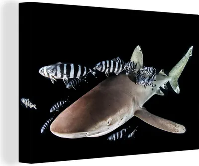 Obrázek produktu pro OneMillionCanvasses® - Obrazy na plátně - 140x90 cm, Žralok s dalšími rybami na černém pozadí, Nástěnné umění Tisk Nástěnná dekorace