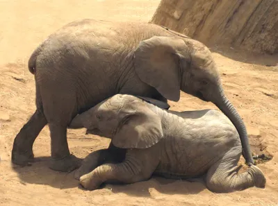 Produktbild von 3 D Ansichtskarte Elefanten, Postkarte Wackelkarte Hologrammkarte Elefant