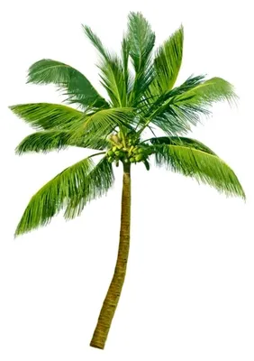 Produktbild von Königinpalme 10 x Samen Syagrus romanzoffiana - Palmensamen -