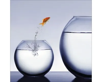 Produktbild von Glasbild Jumping fish 30x30 cm