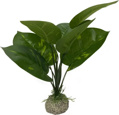Produktbild von Aqua Della Aquarium Dekoration Anubias 1 grün