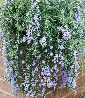 Produktbild von BALDUR Garten Hänge-Rosmarin 'Blue Cascade®', 1 Pflanze, winterharte Staude, mehrjährig, bienenfreundlich, pflegeleicht, für Standort in der Sonne geeignet, blühend, Rosmarinus officinalis