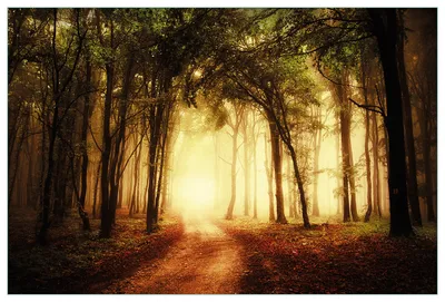 Produktbild von Wallario Küchenrückwand aus Glas, Größe: 90 x 60 cm, Motiv: Sonnenuntergang auf dem Waldweg | Spritzschutz | abwischbar | pflegeleicht | in