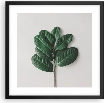 Produktbild von Gerahmtes Poster - Schwarzer Rahmen - Blätter Pflanzen Botanik - 40x40 cm - Wand Bild - Wanddeko - Wandbilder - Kunstposter - Wandposter - Bilderrahmen - Bilder - Kunstdruck - P2BAC40x40-4956