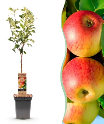 Zdjęcie produktu dla Jabłoń - Malus domestica Jonagold - Jabłko żółtozielone - Roślina owocowa - 80-90cm - Ø21cm - Roślina ogrodowa