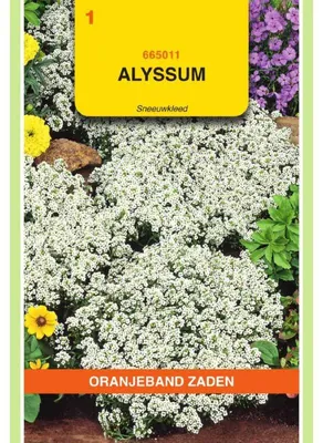 Imagen del producto de Alyssum naranja (Lobularia) "Schneeteppich" - 1 paquete de semillas