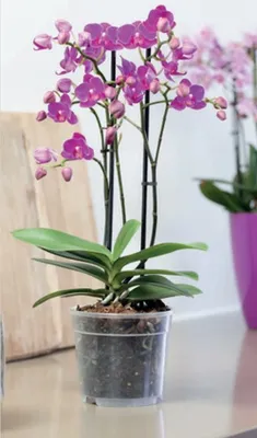 Produktbild von Orchideentopf 10cm transparent  transparent