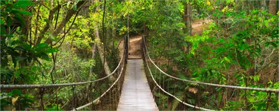 Produktbild von Wallario selbstklebendes Poster - Hängebrücke im Urwald  grüner Dschungel, Größe: 50 x 125 cm