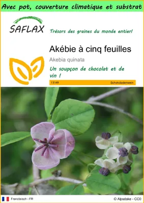 Image de SAFLAX Garden to go - Akébie à cinq feuilles - 10 graines - Akebia