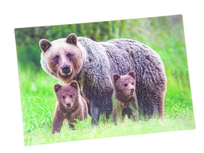 Produktbild von 3 D Ansichtskarte Braunbären Postkarte Wackelkarte Hologrammkarte Tiere Tier Braunbär
