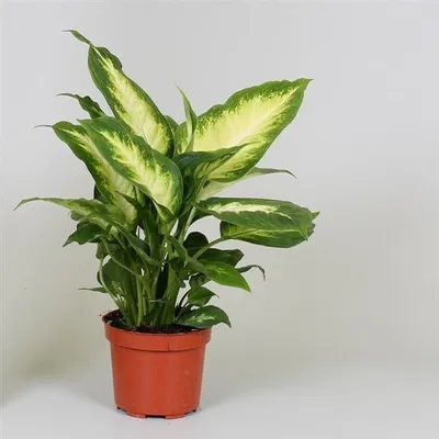 Zdjęcie produktu dla Dieffenbachia Camilla 30 cm zielona roślina doniczkowa