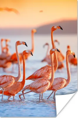Produktbild von MuchoWow® Poster Flamingo - Tiere - Wasser - Rosa 40x60 cm - Plakate für die Wand - Poster Babyzimmer