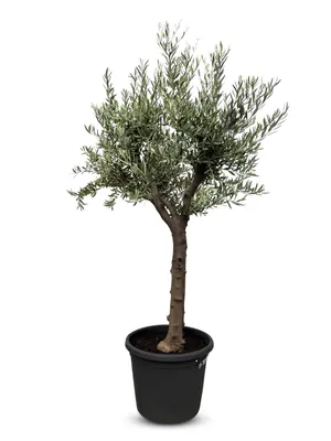 Produktbild von Sunny Tree - Verzweigter Olivenbaum Olive '30 Jahre' 170 cm, A+ Qualität, winterhart, Olea Lechin Winterhart -18
